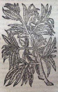 Amandes. Illustration des Commentaires de M.  Pierre André Matthiole sur les six livres de P. Dioscoride de la matière médicinale, 1559.