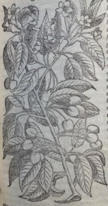 Cerises. Illustration des Commentaires de M.  Pierre André Matthiole sur les six livres de P. Dioscoride de la matière médicinale, 1559.