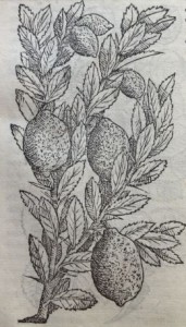 Cirons.Illustration des Commentaires de M.  Pierre André Matthiole sur les six livres de P. Dioscoride de la matière médicinale, 1559.