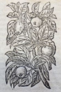 Coings. Illustration des Commentaires de M.  Pierre André Matthiole sur les six livres de P. Dioscoride de la matière médicinale, 1559.