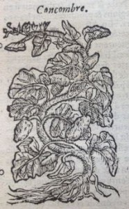 Concombre, Illustration des Commentaires de M.  Pierre André Matthiole sur les six livres de P. Dioscoride de la matière médicinale, 1559.